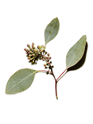 Eucalyptus Oil