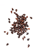 Grape Seed Extract