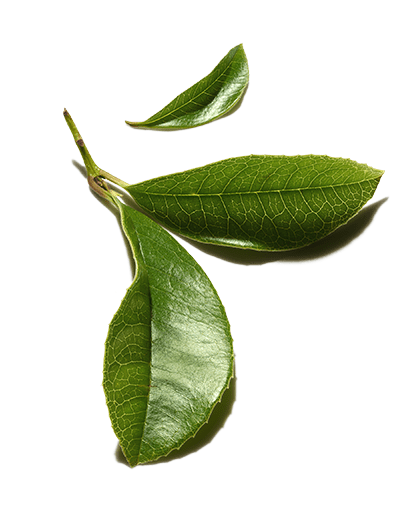 Best Ingredients for Hair: Green Tea Water | Prose