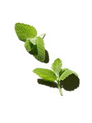 Horehound Extract
