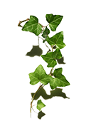 Ivy Extract