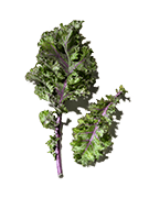 Kale Extract