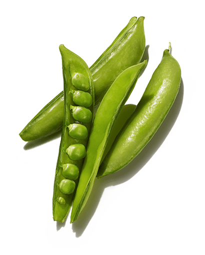 Best Ingredients for Hair: Pea Protein | Prose