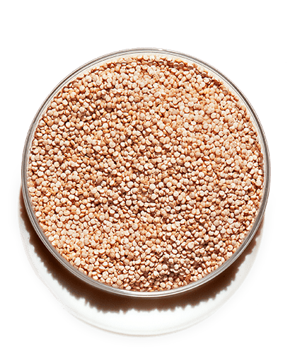 Quinoa