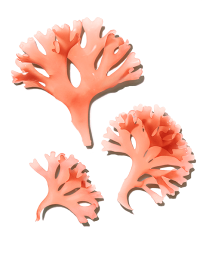 Red Aglae