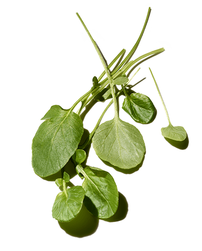 Best Ingredients for Hair: Watercress Extract | Prose
