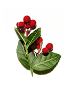 Wintergreen Extract